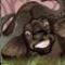 buffalo